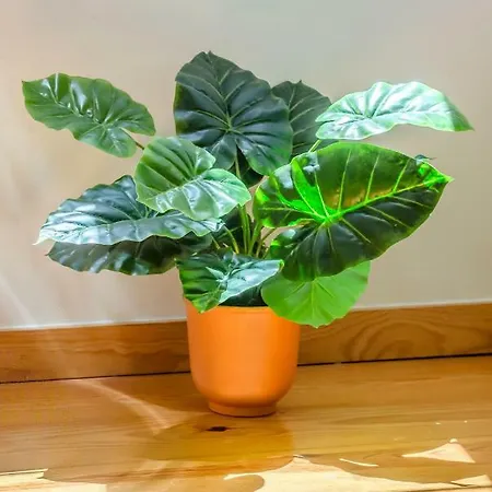 Alfama Charming Apartment *